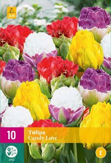 Tulipa bloembollen kopen, Candy Love (grootverpakking) | Moestuinland