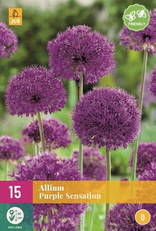 Allium bloembollen kopen, Purple Sensation | Moestuinland
