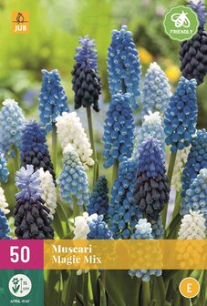 Muscari witte druifjes, blauwe druifjes kopen, bloembollen Grootverpakking | Moestuinland