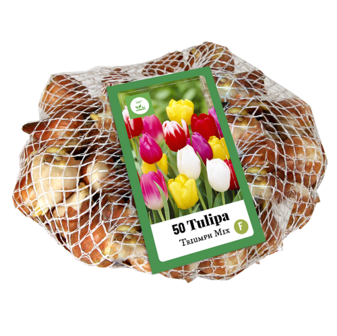 XXL verpakking Tulpen bloembollen kopen, Triumph mix | Moestuinland