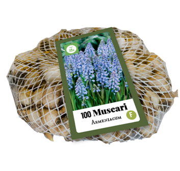 Muscari bloembollen, Blauwe druifjes (100 stuks XXL) | Moestuinland