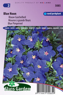Blauw Guichelheil zaden kopen, Anagallis Blue Noon monelli | Moestuinland