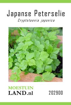 Mitsuba zaden kopen, Japanse Peterselie | Moestuinland