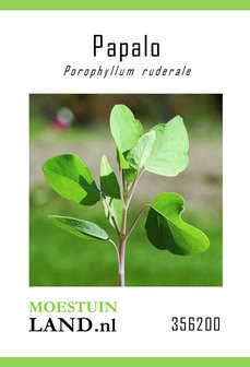 Papalo zaden kopen, Papaloquelite zaad Porophyllum ruderale | Moestuinland