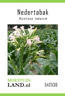Nedertabak zaden kopen, Tabaksplant nicotiana nummer 25 tabacum | Moestuinland