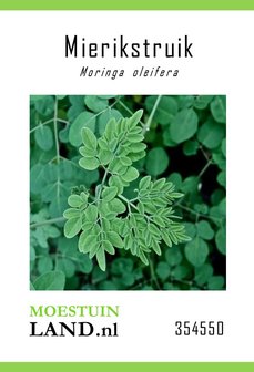 Mierikstruik zaden kopen, Moringa oleifera | Moestuinland