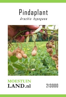 pindaplant zaden kopen bij moestuinland, arachis hypogaea