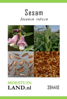 Sesam zaden kopen, Sesamum indicum | Moestuinland