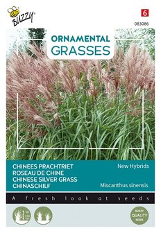 Chinees Prachtriet zaden kopen, Miscanthus sinensis | Moestuinland