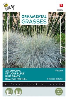 Zwenkgras zaden kopen, Blauw Schapengras (Festuca glauca Festina) | Moestuinland