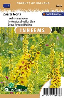 Zwarte Toorts zaden kopen, Verbascum nigrum | Moestuinland