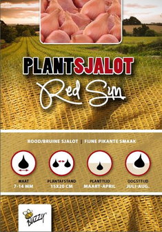 Plantsjalotten rode rood kopen, Red Sun (500 gram) | Moestuinland