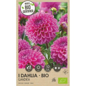 Biologische dahlia bloembol kopen, Ball Sandra roze pompon dahlias (BIO) | Moestuinland
