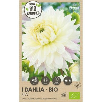 Kiev XXL biologische dahlia bloembol kopen (BIO) | Moestuinland