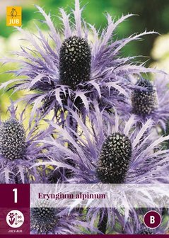 Alpenkruisdistel wortelstok kopen, Eryngium alpinum Kruisdistel | Moestuinland