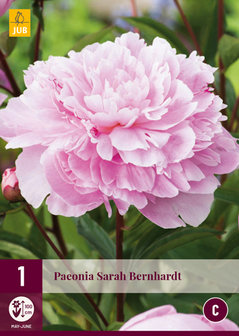 Pioenrozen wortelstok kopen, Roze pioenrozen rozen paeonia Sarah Bernhardt | Moestuinland