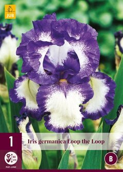 Iris germanica wortelstok kopen, Blauwe Lis Loop the loop | moestuinland