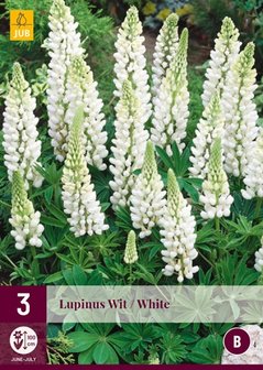 Lupinus wortelstokken kopen, Lupine Alba Wit White | Moestuinland