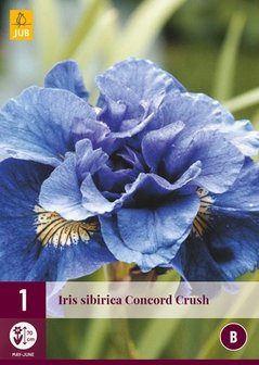 Iris wortelstok bloembollen kopen, Sibirica Concord Crush | Moestuinland