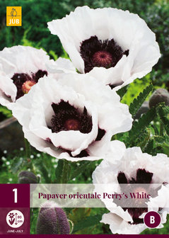 witte papaver bloembol, perrys white bij moestuinland kopen