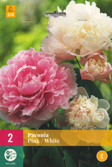 Pioenroos wortelstokken kopen, Paeonia mix white pink | Moestuinland