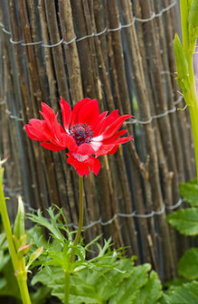 Rode anemone sfeerfoto | Moestuinland