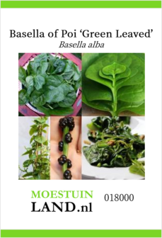 Basella of poi zaden kopen, Green leaved groene malabar spinazie | Moestuinland