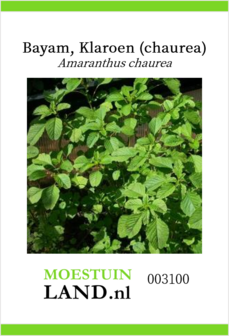Amaranthus chaurea zaden kopen, Klaroen Bayam Amarantblad | Moestuinland
