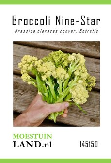 Broccoli zaden kopen, Nine-Star Perennial - BIO (Meerjarig) | Moestuinland