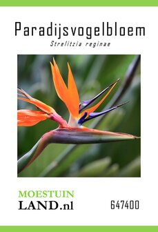 Strelitzia reginae zaden kopen, Paradijsvogelbloem botanics | Moestuinland