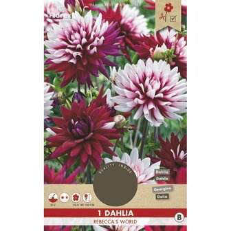 Dahlia bloembollen kopen, Cactusdahlia Rebecca&#039;s World | Moestuinland