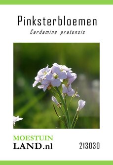 Pinksterbloem zaden kopen, Cardamine pratensis | Moestuinland