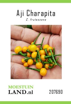 Aji Charapita peper zaden kopen, Capsicum frutescens | Moestuinland 