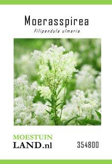 Moerasspirea zaden kopen, online bestellen (Filipendula ulmaria) | Moestuinland
