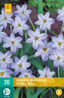 Ipheion uniflorum bloembollen kopen, Wisley Blue | Moestuinland