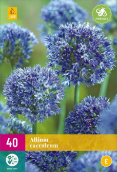 Alluim caeruleum bloembollen kopen, Blauwe Alliums (40 bollen) | Moestuinland