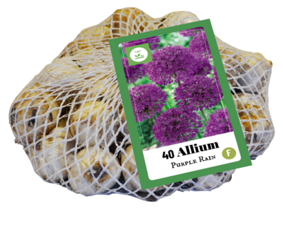 Purple Rain Allium bloembollen kopen, 40 bollen | Moestuinland