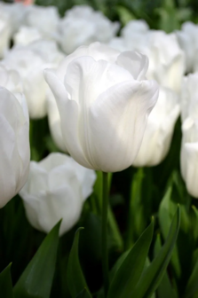 Sfeerimpressie witte Tulpen Royal Virgin kweken | Moestuinland
