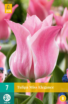Roze Tulpen bloembollen kopen, Miss Elegance | Moestuinland