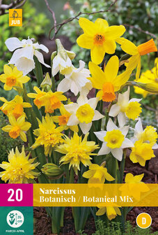 Narcis grootbloemige, botanische mix bloembollen | Moestuinland