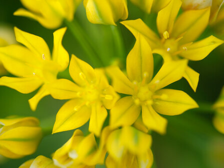 Allium Moly bloembollen | Moestuinland
