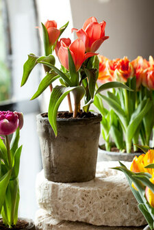 Tulipa Oriental Beauty | Moestuinland