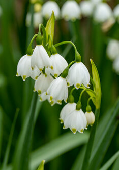 Zomerklokje bloembollen, BIO Leucojum (Gravety Giant)