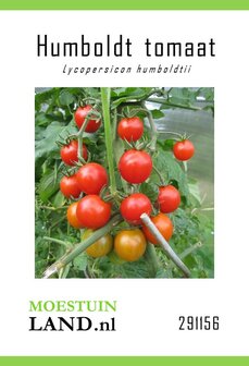 Wilde tomaat of oertomaat zaden kopen, Humboldt | moestuinland