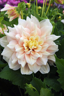 Sfeerimpressie Break Out zalmroze dahlia&#039;s | Moestuinland