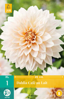 Dahlia Cafe au Lait knol kopen | Moestuinland