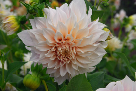 Tuinfoto dahlia&#039;s caf&eacute; au lait bestellen | Moestuinland