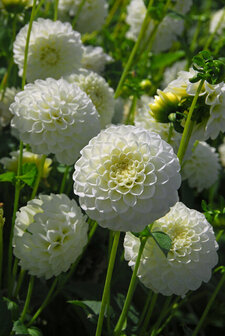 Sfeerimpressie White Aster Dahlia&#039;s kweken in de tuin | Moestuinland