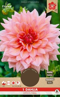 Dahlia knol kopen, Otto&#039;s Thrill | Moestuinland