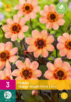 Dahlia knollen kopen, HS First Love | Moestuinland